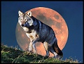 05 SnowMoon Wolf Copyright Villayat Sunkmanitu